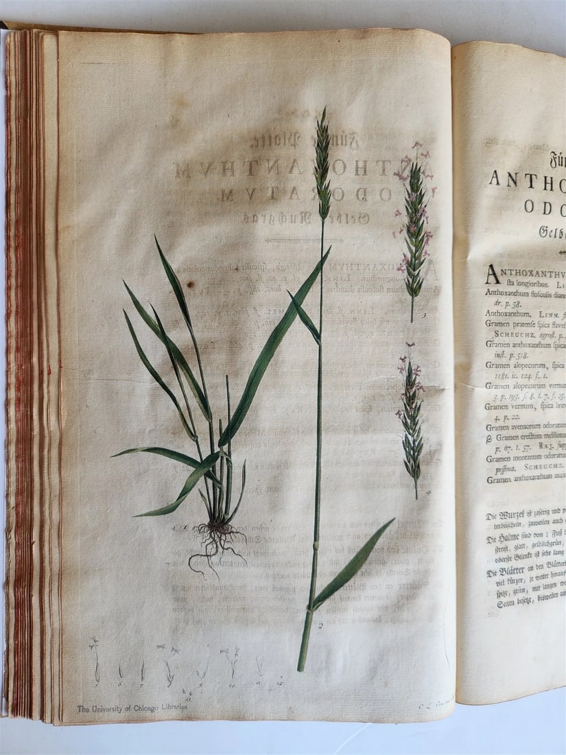 1769 DESCRIPTION OF GRASSES in GERMAN antique ILLUSTRATED FOLIO - 18