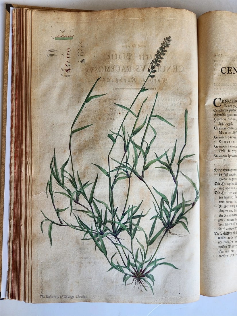 1769 DESCRIPTION OF GRASSES in GERMAN antique ILLUSTRATED FOLIO - 19