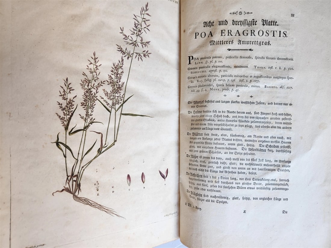 1769 DESCRIPTION OF GRASSES in GERMAN antique ILLUSTRATED FOLIO - 5