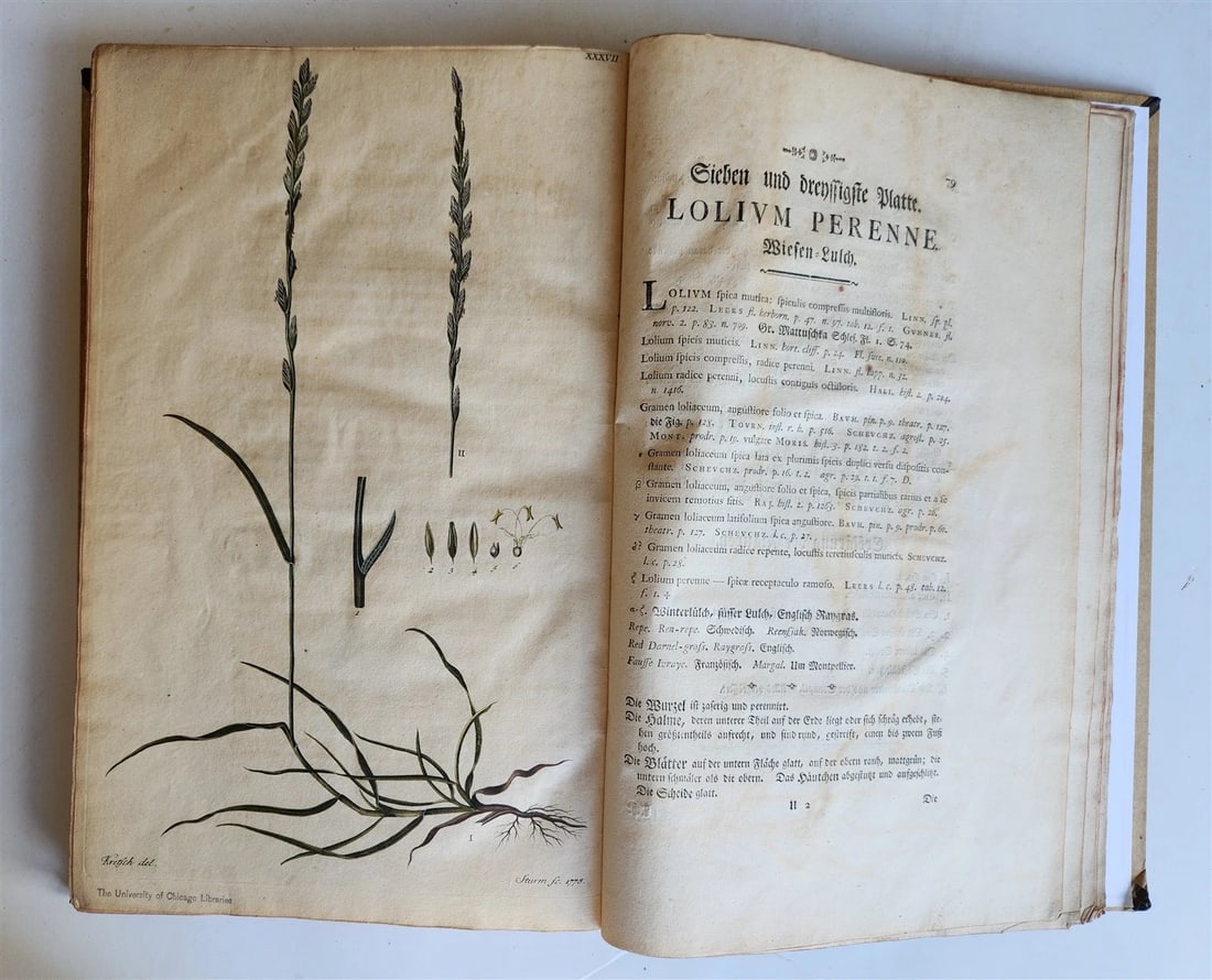 1769 DESCRIPTION OF GRASSES in GERMAN antique ILLUSTRATED FOLIO - 6