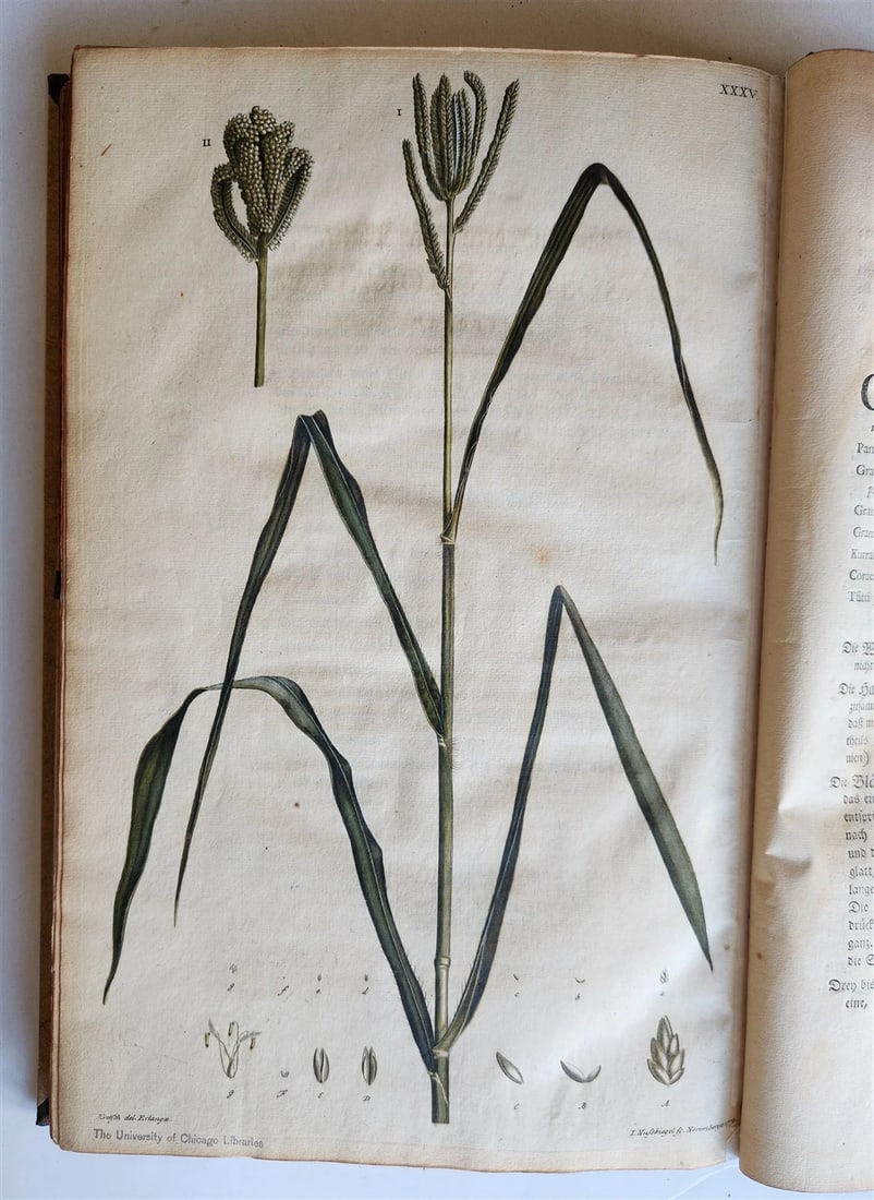 1769 DESCRIPTION OF GRASSES in GERMAN antique ILLUSTRATED FOLIO - 7