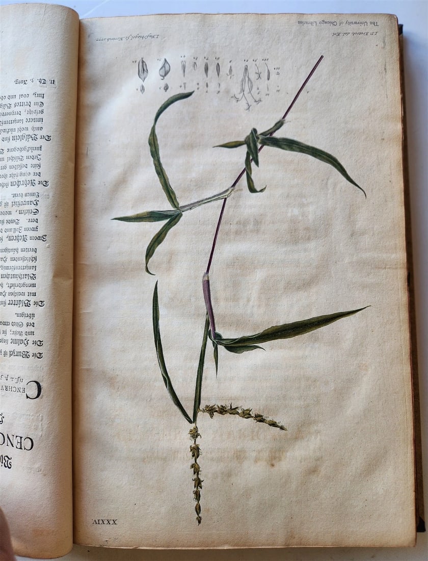 1769 DESCRIPTION OF GRASSES in GERMAN antique ILLUSTRATED FOLIO - 8