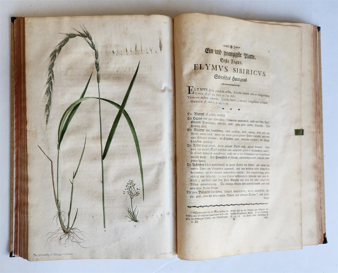 1769 DESCRIPTION OF GRASSES in GERMAN antique ILLUSTRATED FOLIO - 9