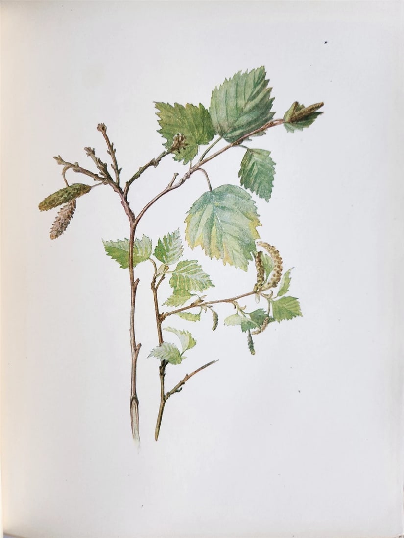 1914 BRITISH FLOWERING PLANTS antique ILLUSTRATED by PERRIN 2 folio volumes - 13