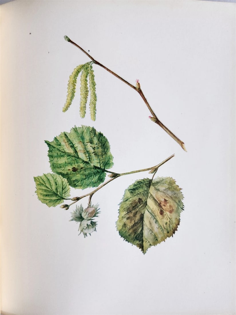 1914 BRITISH FLOWERING PLANTS antique ILLUSTRATED by PERRIN 2 folio volumes - 14