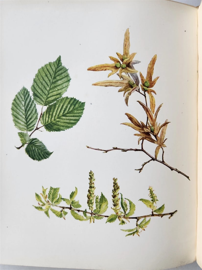 1914 BRITISH FLOWERING PLANTS antique ILLUSTRATED by PERRIN 2 folio volumes - 15