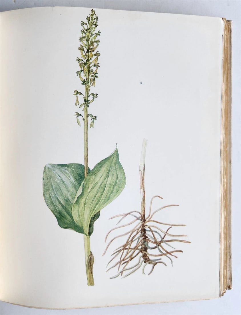 1914 BRITISH FLOWERING PLANTS antique ILLUSTRATED by PERRIN 2 folio volumes - 19