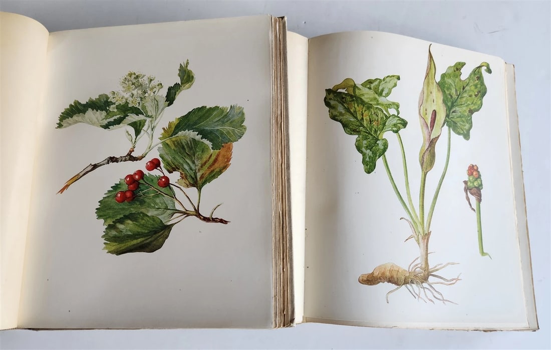 1914 BRITISH FLOWERING PLANTS antique ILLUSTRATED by PERRIN 2 folio volumes - 6