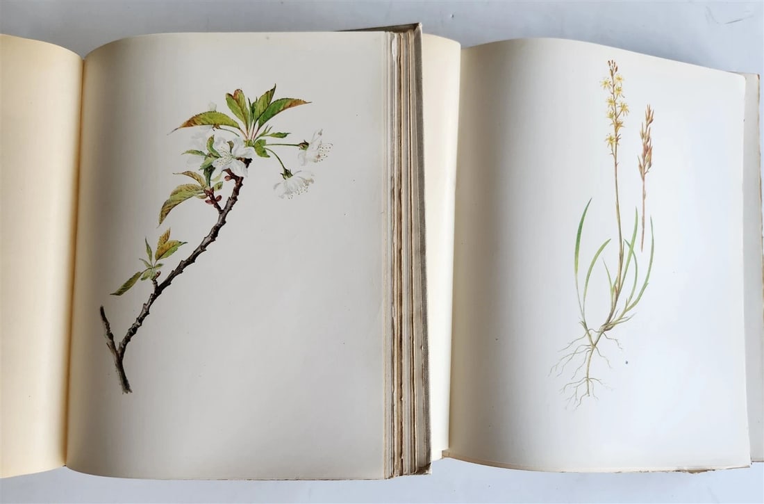 1914 BRITISH FLOWERING PLANTS antique ILLUSTRATED by PERRIN 2 folio volumes - 7