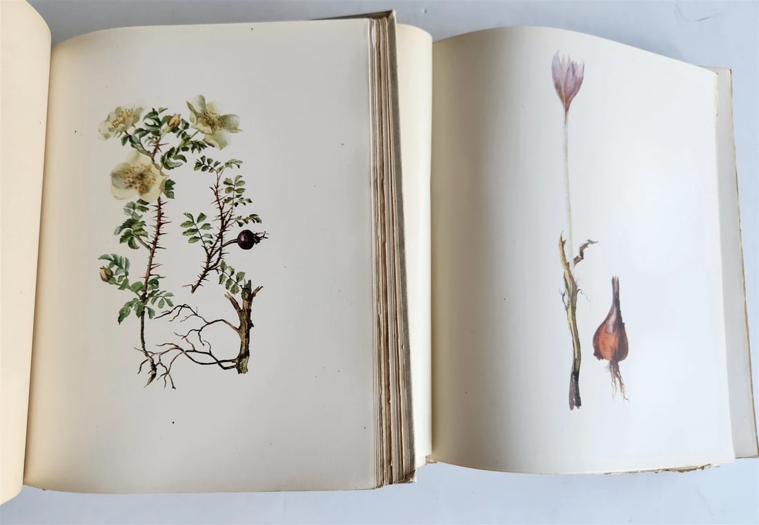 1914 BRITISH FLOWERING PLANTS antique ILLUSTRATED by PERRIN 2 folio volumes - 8