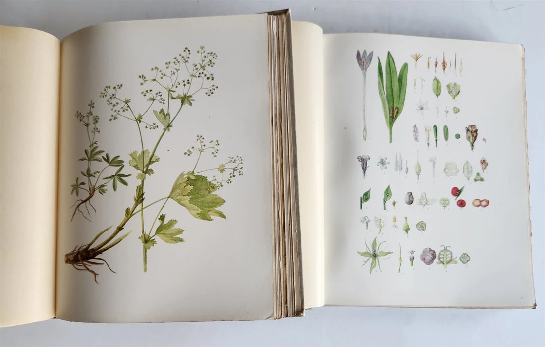 1914 BRITISH FLOWERING PLANTS antique ILLUSTRATED by PERRIN 2 folio volumes - 9