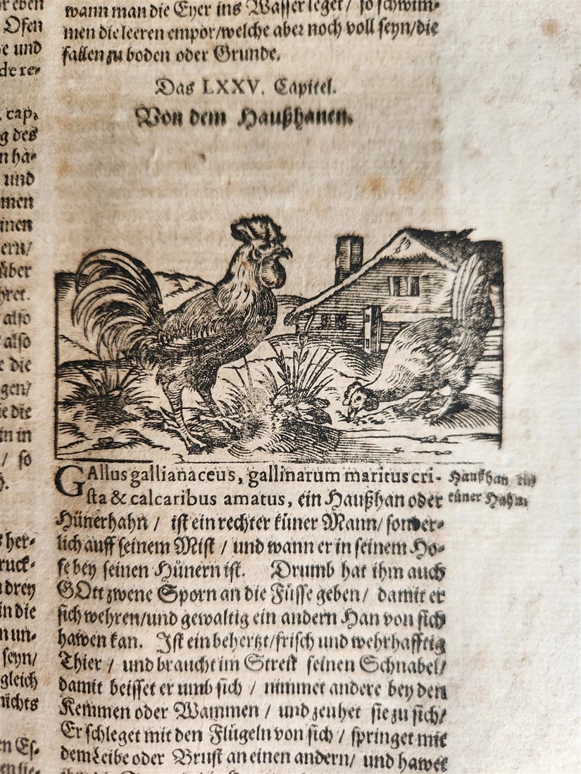 1665 OECONOMIA ILLUSTRATED antique hunting fishing livestock breeding PIGSKIN - 15