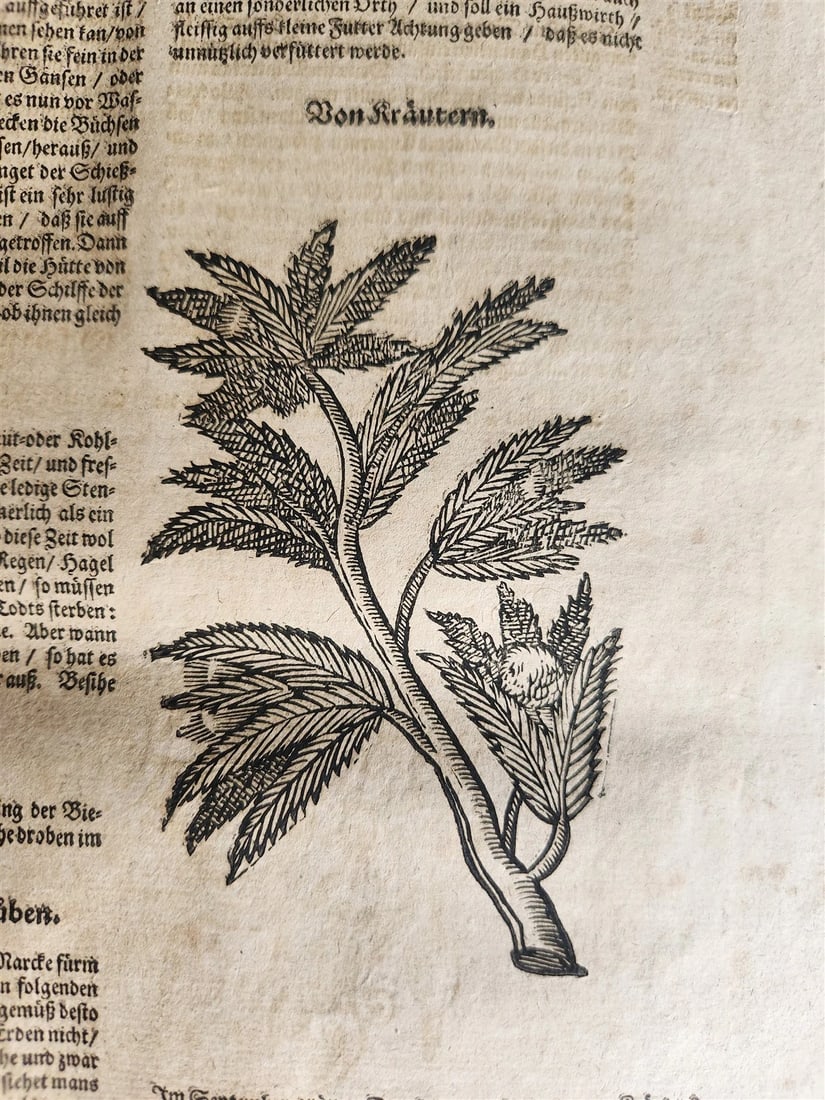 1665 OECONOMIA ILLUSTRATED antique hunting fishing livestock breeding PIGSKIN - 9