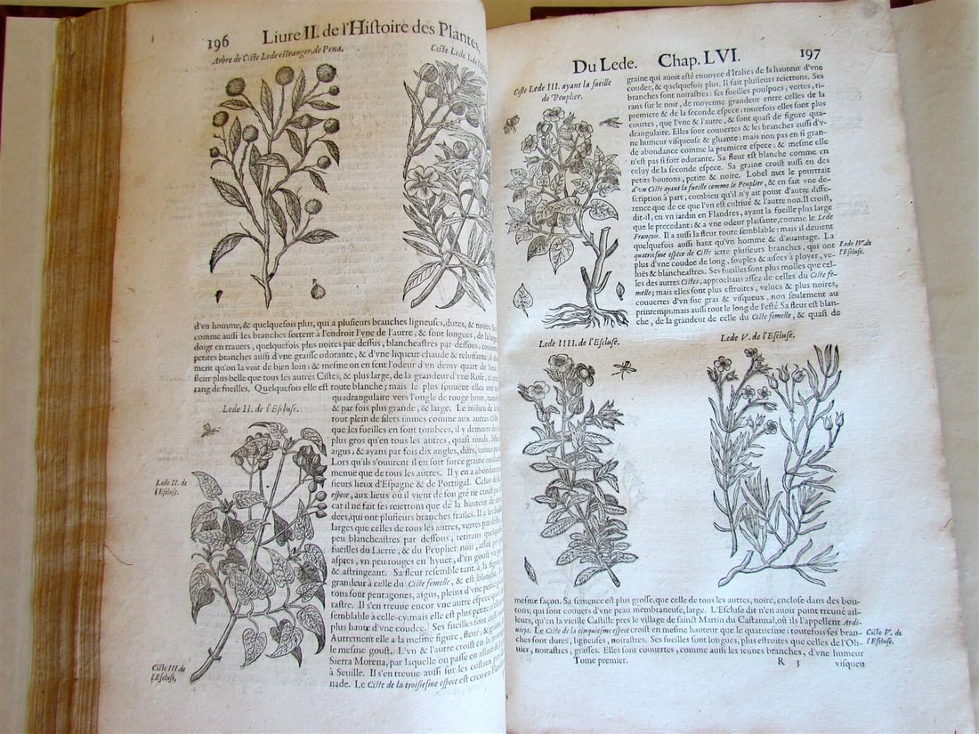 1615 HISTORY of PLANTS by Jacques DALECHAMPS ILLUSTRATED 2 FOLIO VOLUMES antique - 4