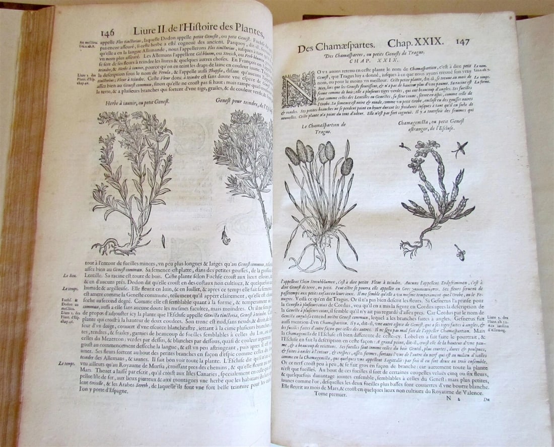 1615 HISTORY of PLANTS by Jacques DALECHAMPS ILLUSTRATED 2 FOLIO VOLUMES antique - 6