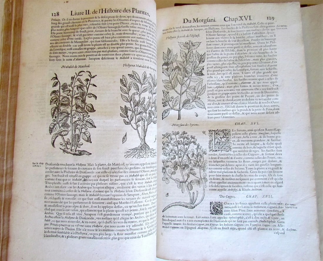 1615 HISTORY of PLANTS by Jacques DALECHAMPS ILLUSTRATED 2 FOLIO VOLUMES antique - 7