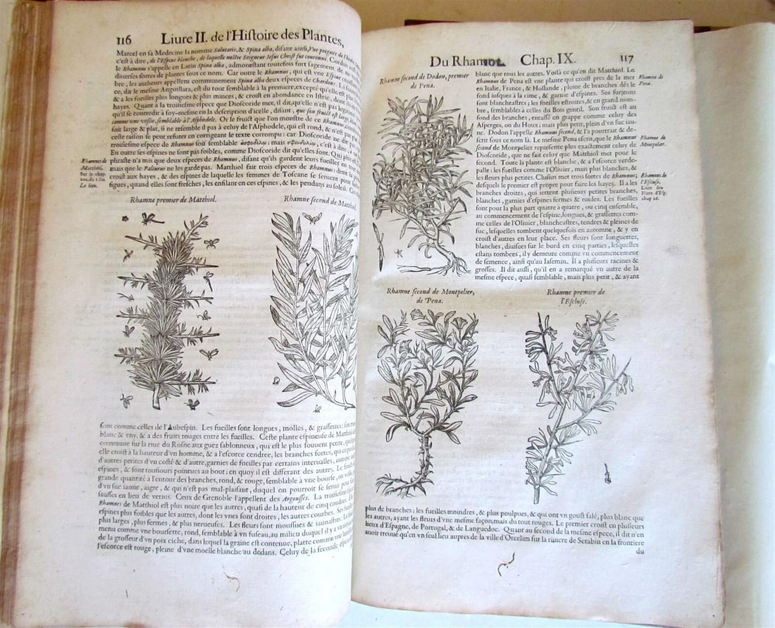 1615 HISTORY of PLANTS by Jacques DALECHAMPS ILLUSTRATED 2 FOLIO VOLUMES antique - 8