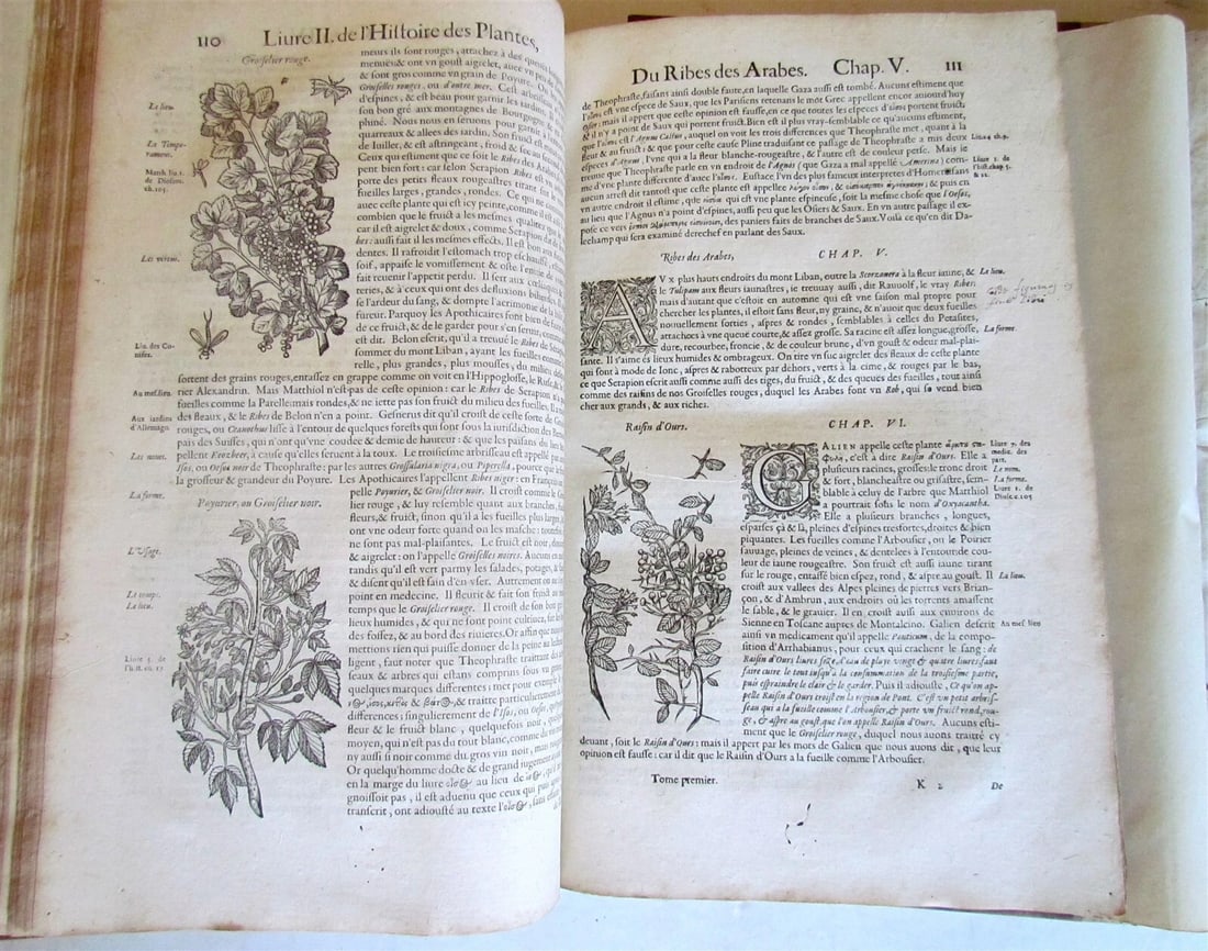 1615 HISTORY of PLANTS by Jacques DALECHAMPS ILLUSTRATED 2 FOLIO VOLUMES antique - 9