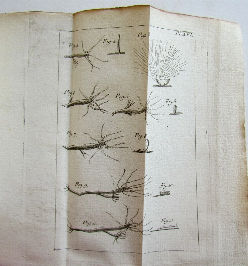1744 NATURAL HISTORY of the POLYPES ILLUSTRATED w/ 22 engraved plates ANTIQUE - 10