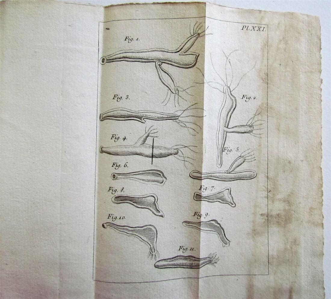 1744 NATURAL HISTORY of the POLYPES ILLUSTRATED w/ 22 engraved plates ANTIQUE - 11