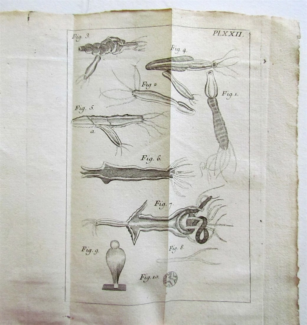 1744 NATURAL HISTORY of the POLYPES ILLUSTRATED w/ 22 engraved plates ANTIQUE - 12