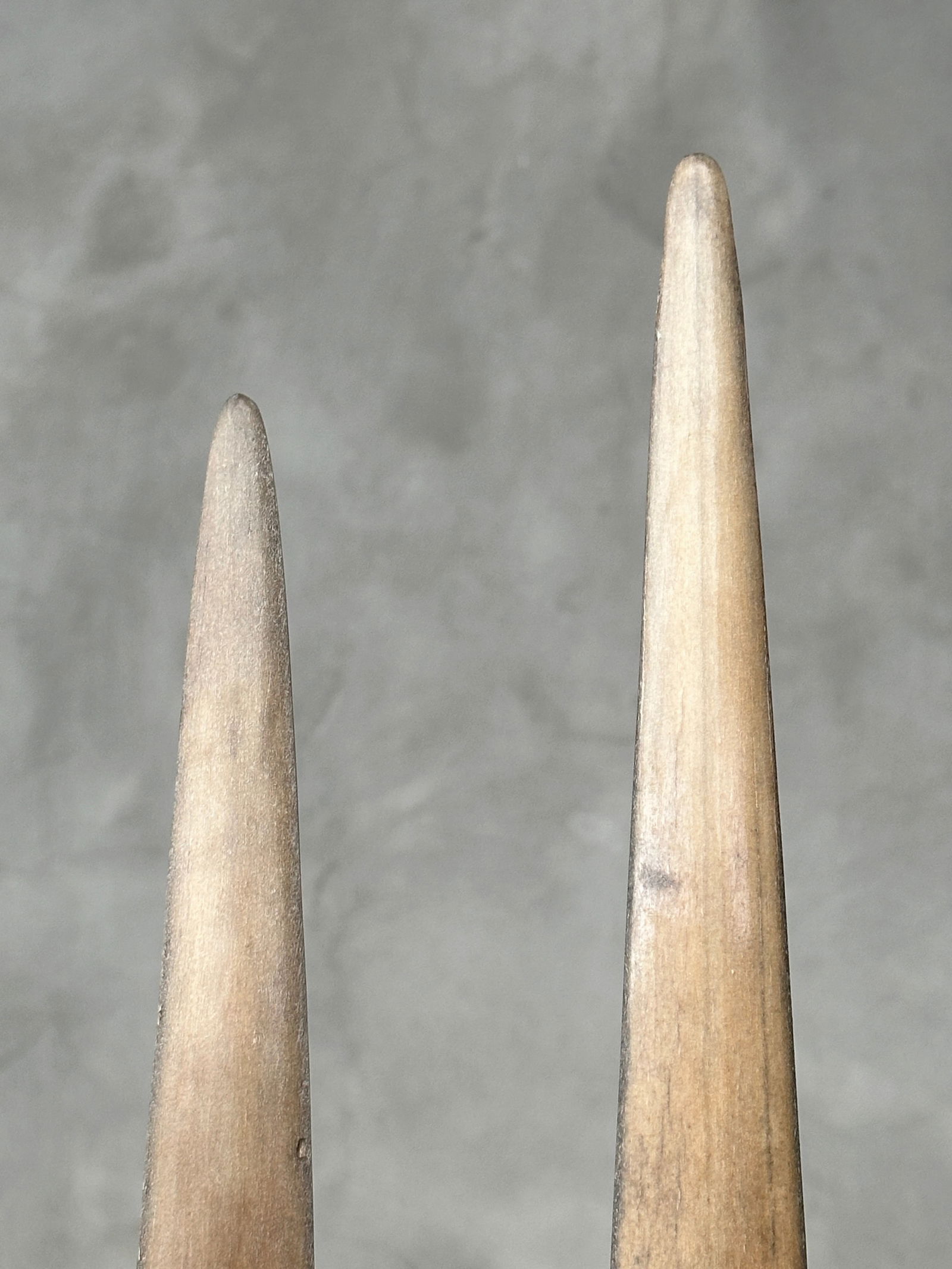 Pair of swordfish tusks with custom stands - 8