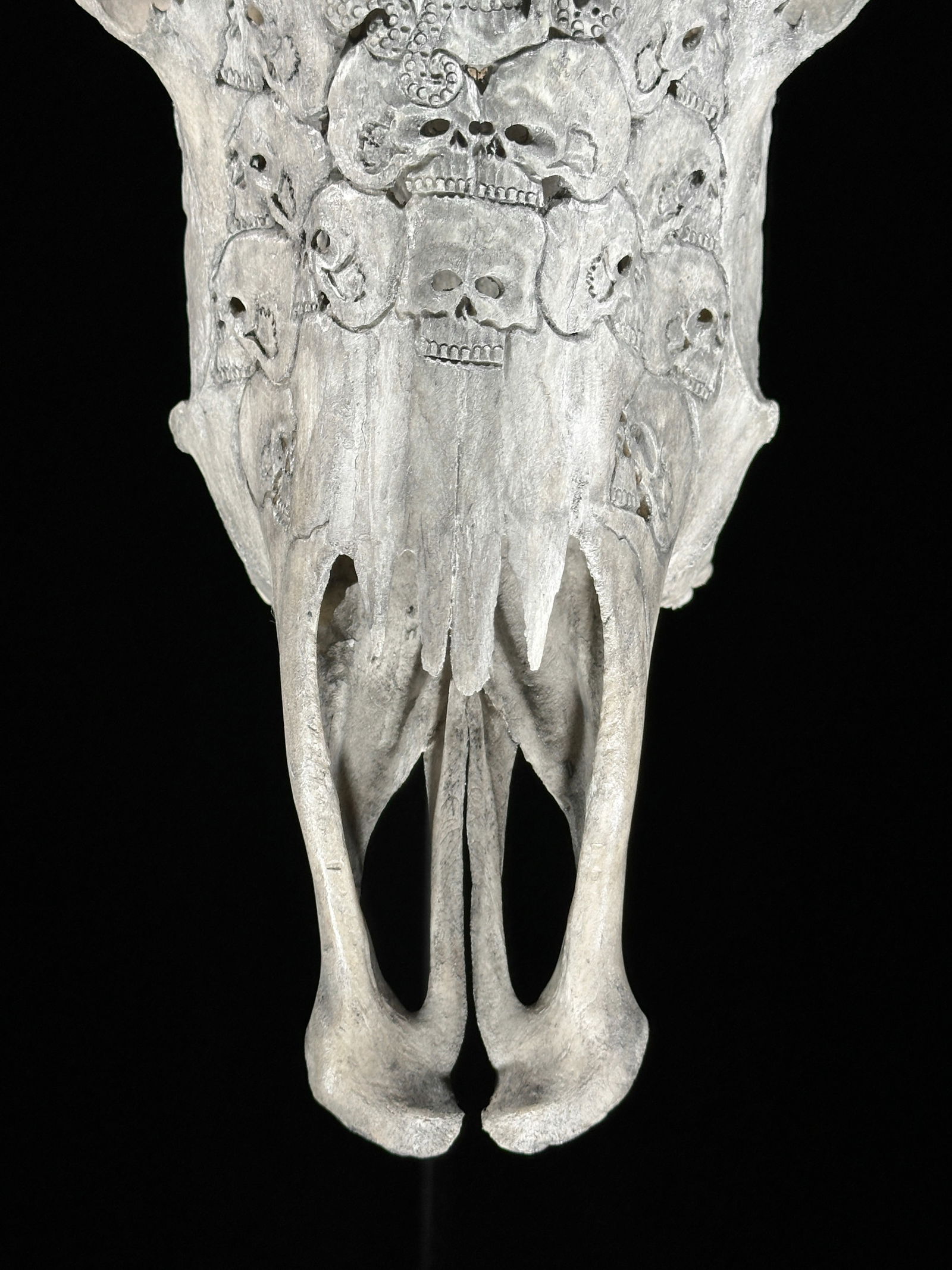 Stunning carved grey cow skull - Human skulls octopus motif - 3