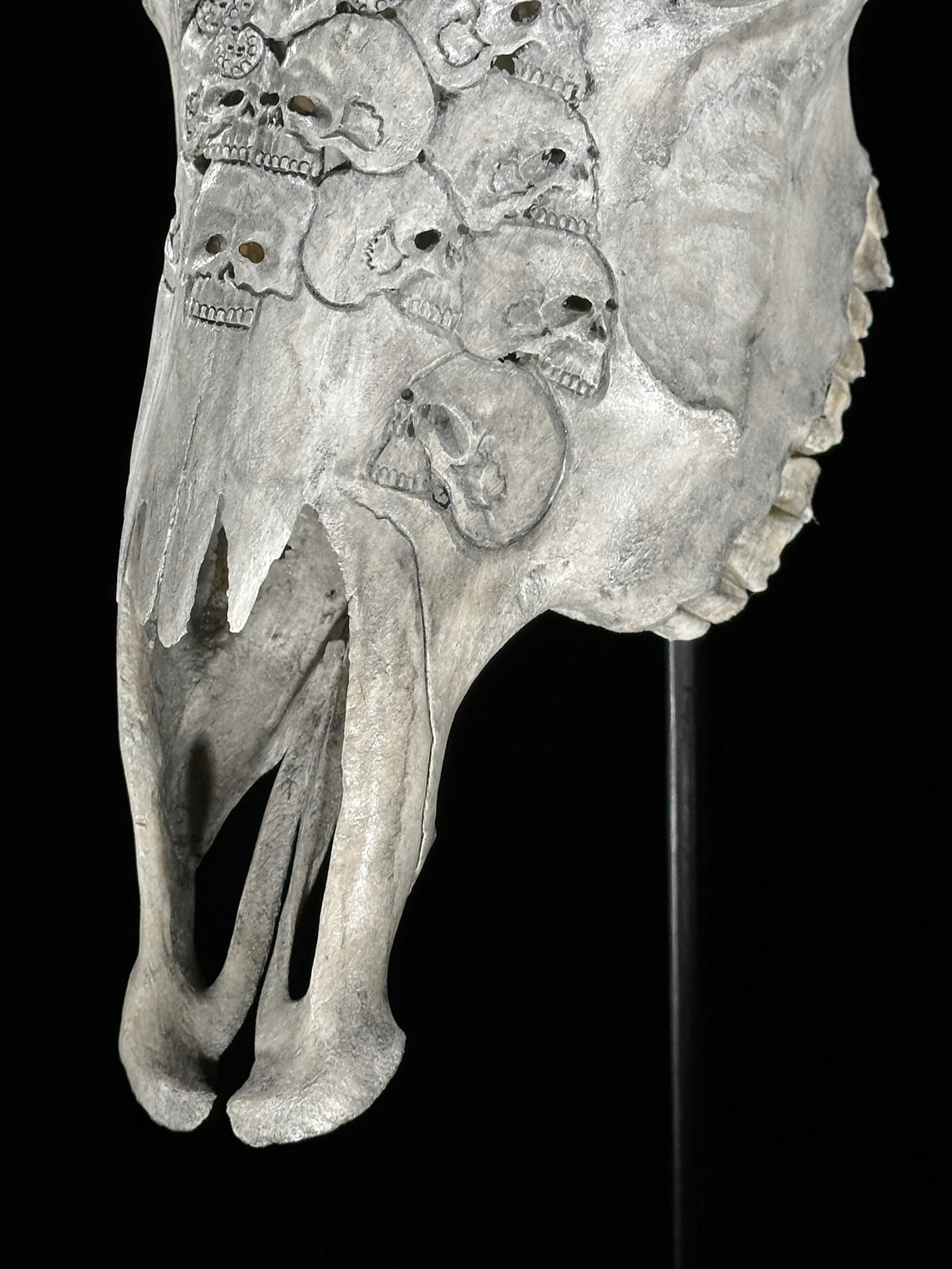 Stunning carved grey cow skull - Human skulls octopus motif - 9