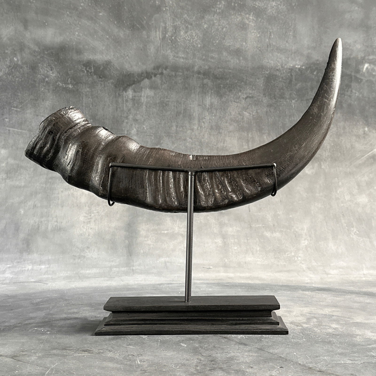 Finely Engraved large horn of a water buffalo - Japanese koi motif - 10