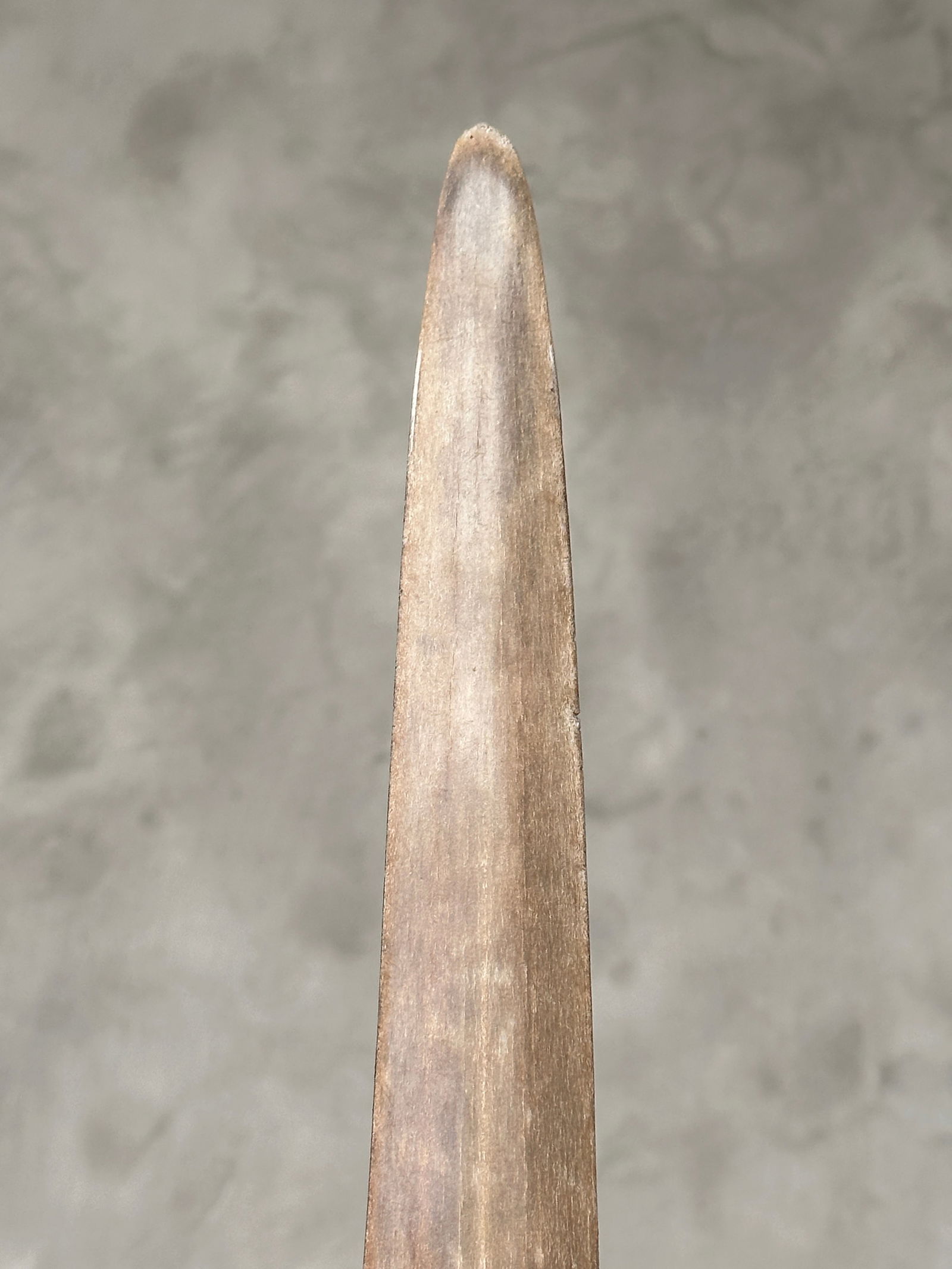 Carved swordfish tusk - Maori Mangapore - 10