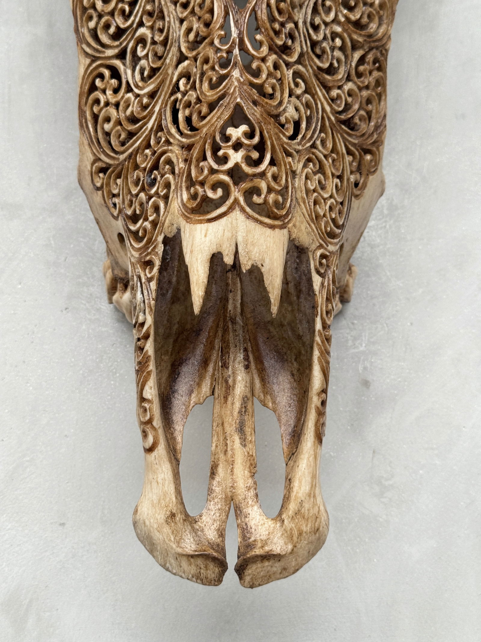 Stunning carved brown bull's skull - Badong motif - 4