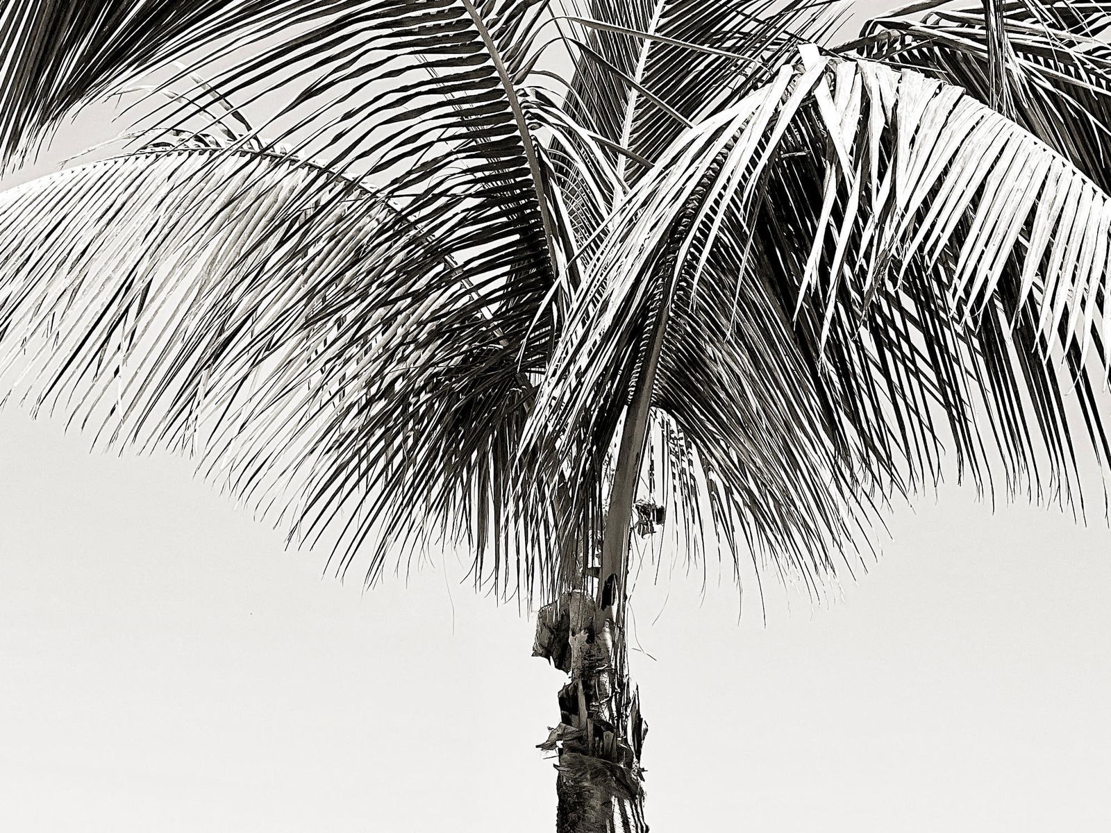 Sun Palm II - signed limited edition Giant Oversize print: 2025 - 2