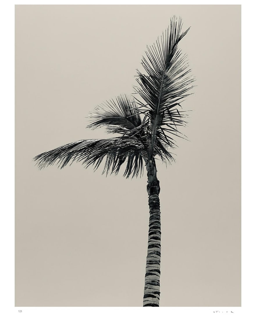 Palm I - signed limited edition Oversize print: 2025 - 8