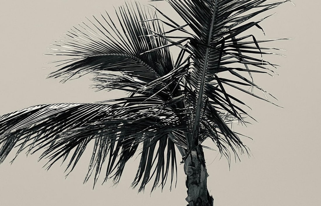 Palm I - signed limited edition Oversize print: 2025 - 9
