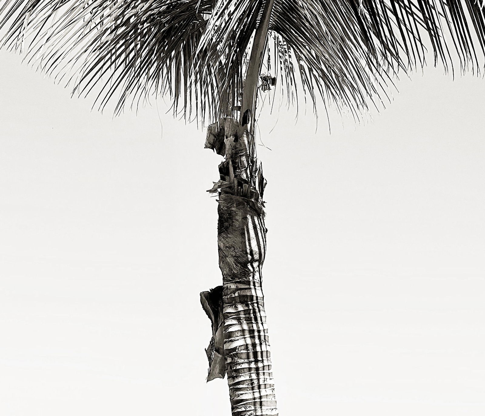 Sun Palm I - signed limited edition Oversize print: 2025 - 2