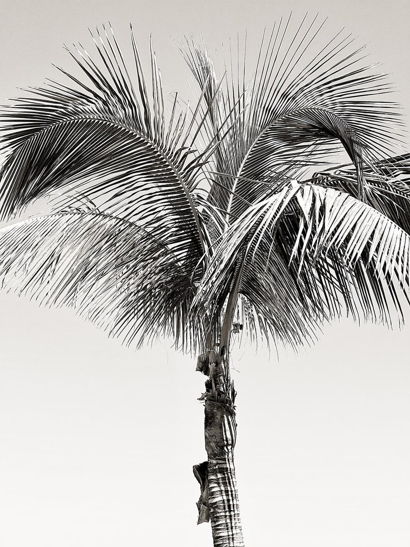 Sun Palm I - signed limited edition Oversize print: 2025 - 7