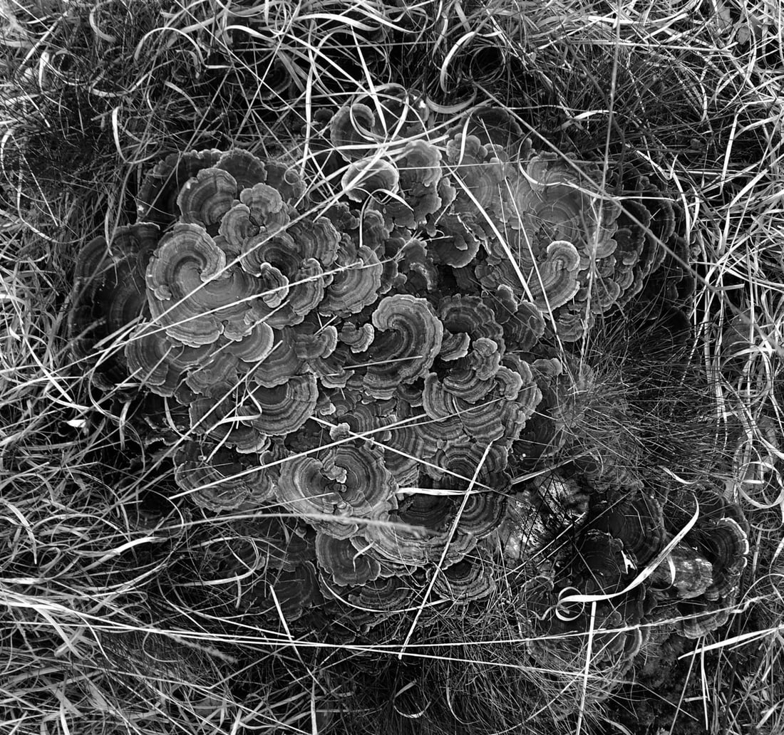 Ground Cloud - Signed Limited Edition: 2025 - 2