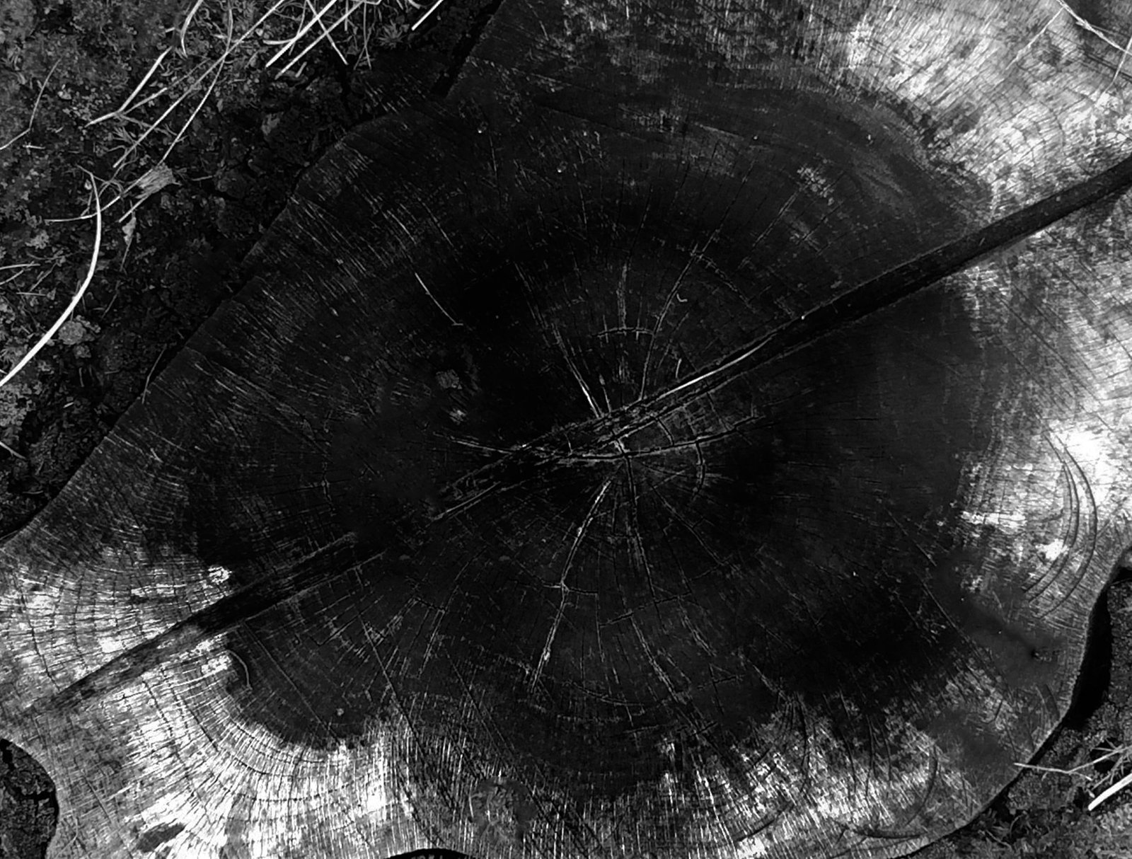 Wood Cut - Signed Limited Edition: 2025 - 15