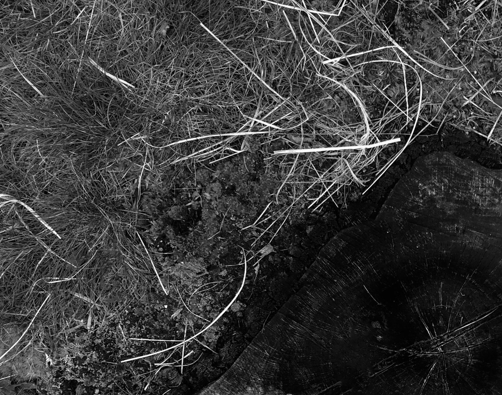 Wood Cut - Signed Limited Edition: 2025 - 8