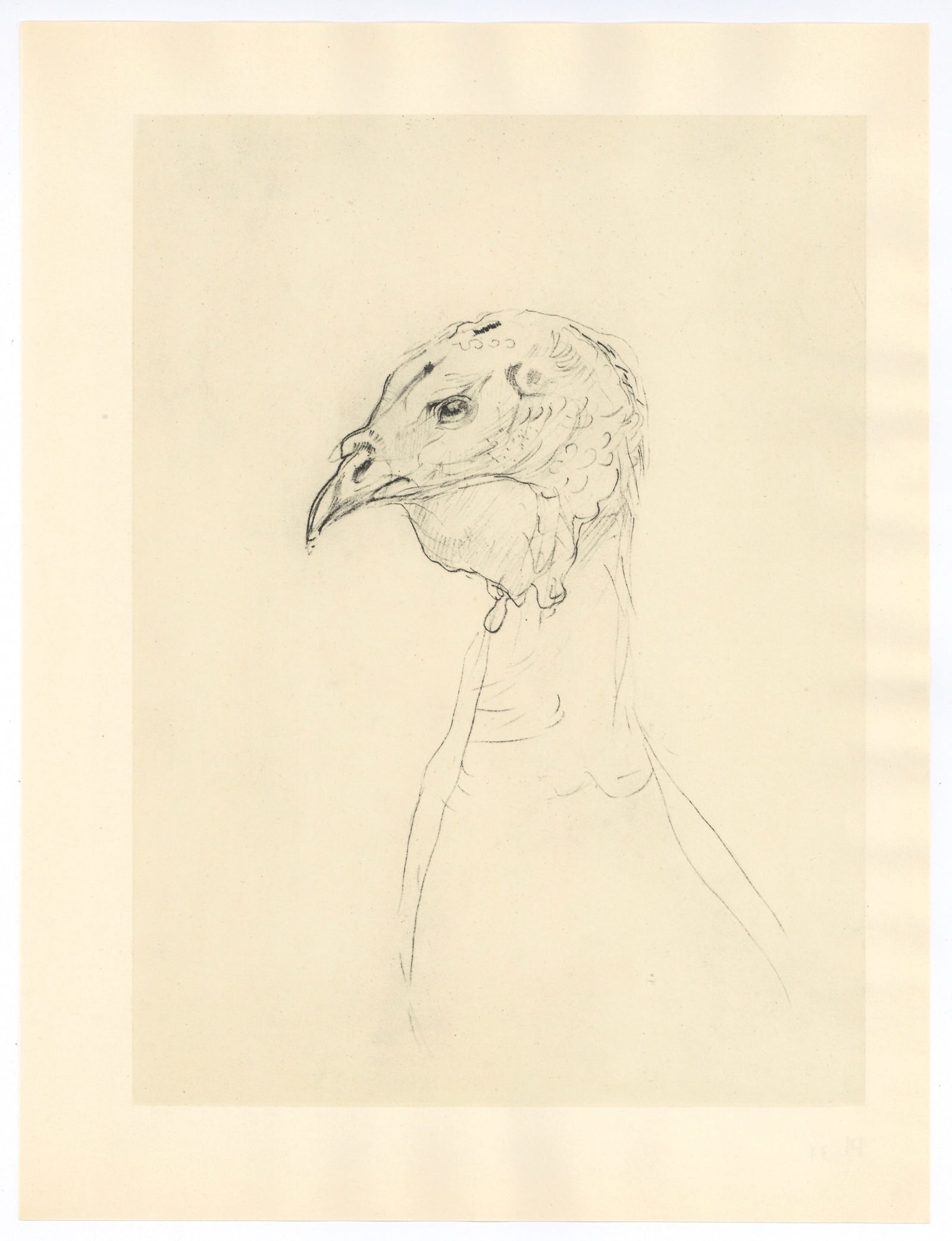 Toulouse-Lautrec lithograph "La dinde" Turkey: Title: Toulouse-Lautrec lithograph "La dinde" Turkey Description: Medium: lithograph (after the drawing). Printed in Paris in 1951 at the atelier Dreux-Barry in an edition of 1000. Sheet size: 12 1/4