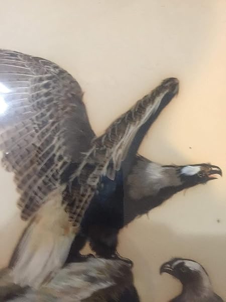 Eagles - Feathers Art - Framed - 3