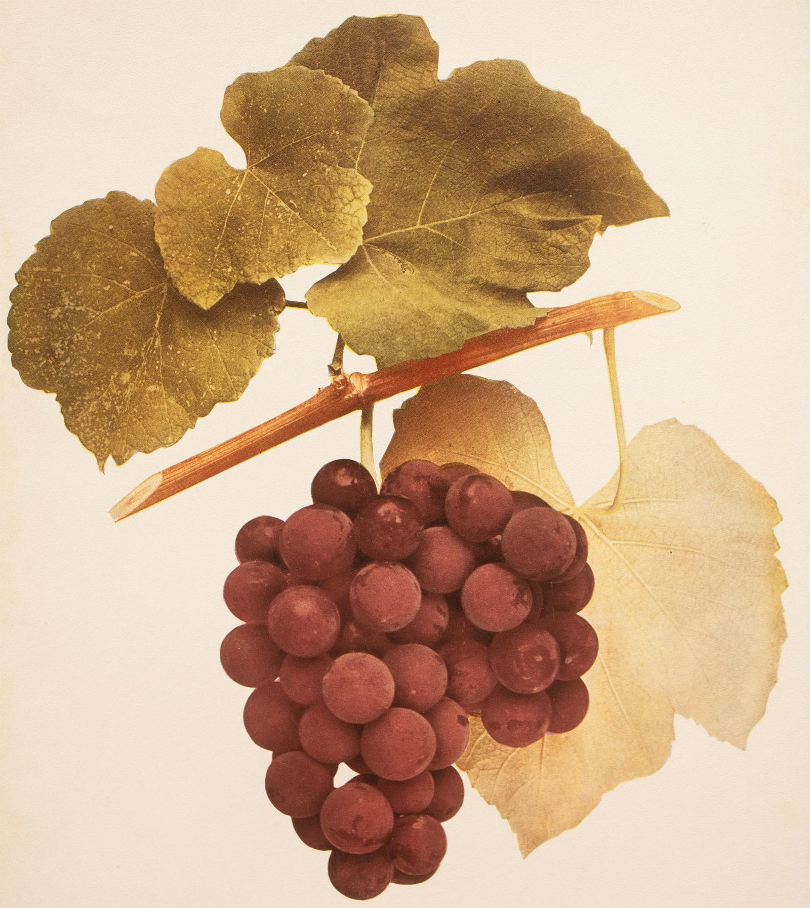 1900s U. P. Hedrick, Original Antique Photogravure of Massasoit Grapes - 4