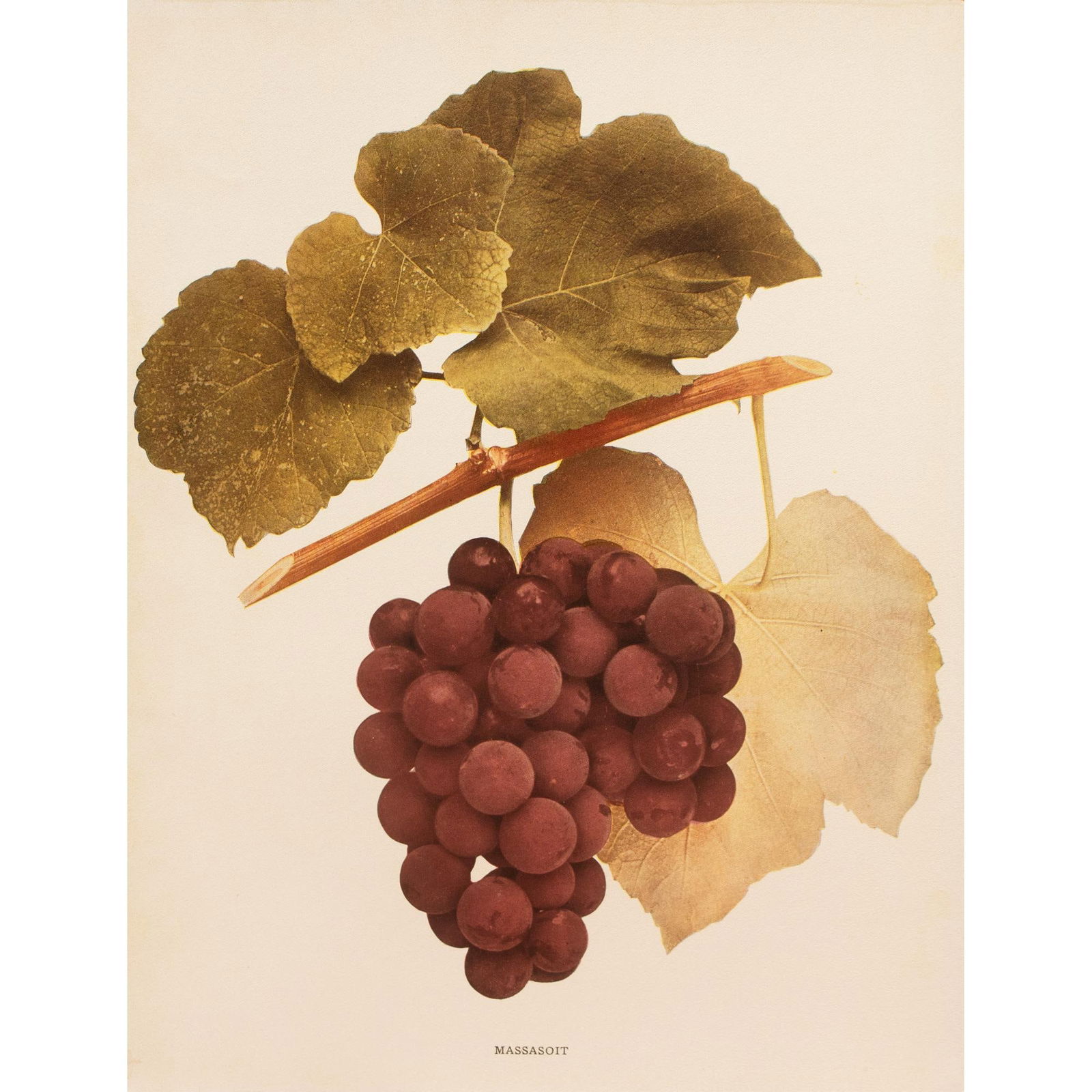 1900s U. P. Hedrick, Original Antique Photogravure of Massasoit Grapes - 7