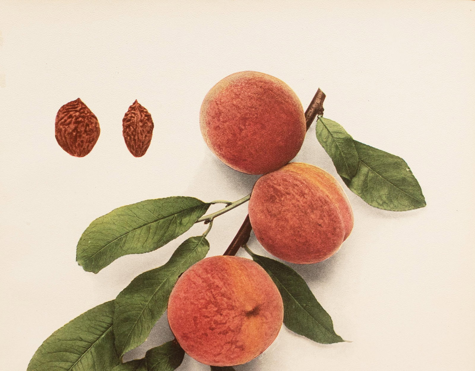 1900s U. P. Hedrick, Original Antique Photogravure of Blood Cling Peaches - 3