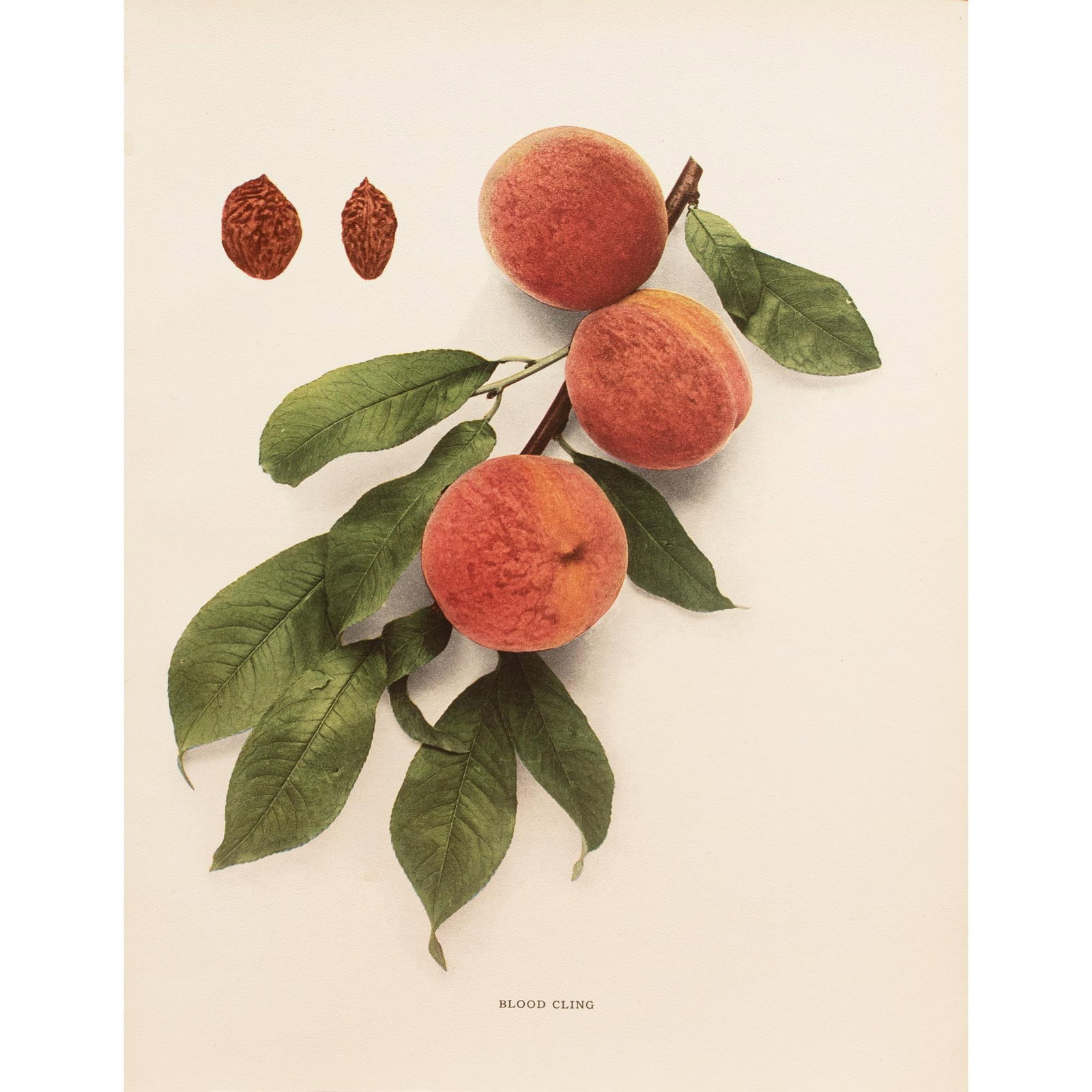 1900s U. P. Hedrick, Original Antique Photogravure of Blood Cling Peaches - 7