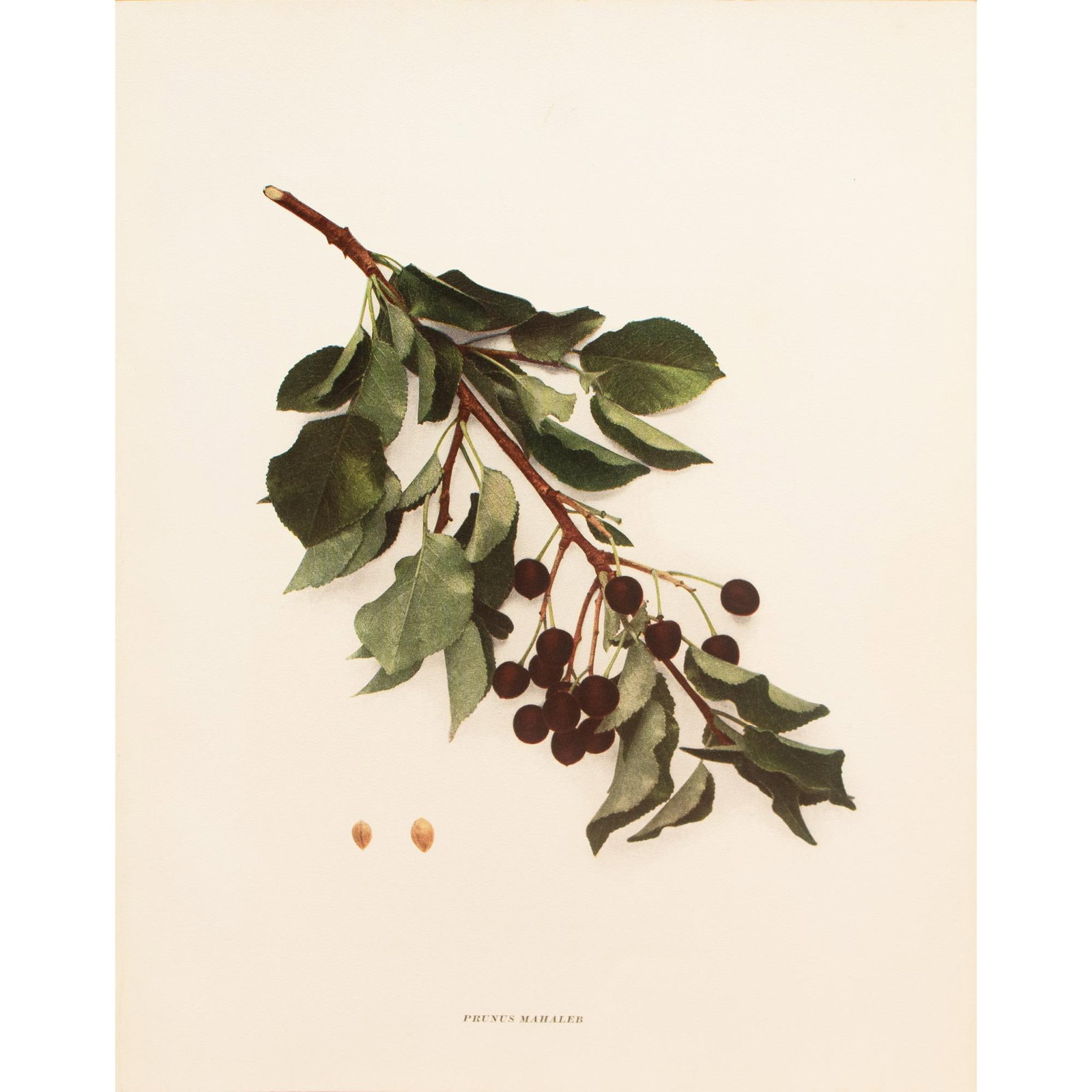 1900s U. P. Hedrick, Original Antique Photogravure of Prunus Mahaleb Cherries - 2