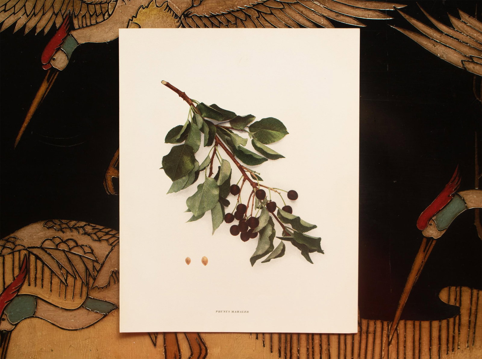 1900s U. P. Hedrick, Original Antique Photogravure of Prunus Mahaleb Cherries - 6