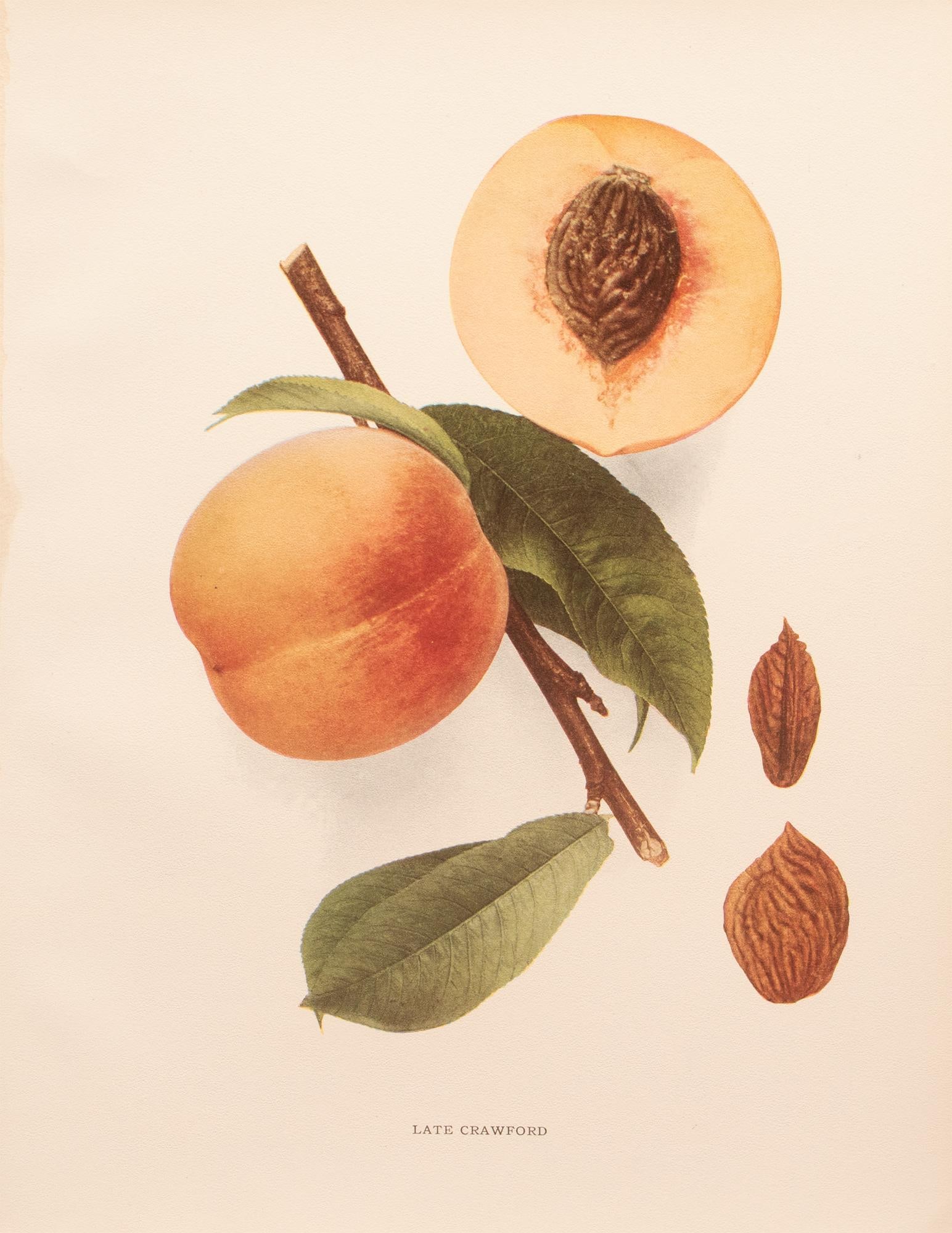 1900s U. P. Hedrick, Original Antique Photogravure of Late Crawford Peaches - 7