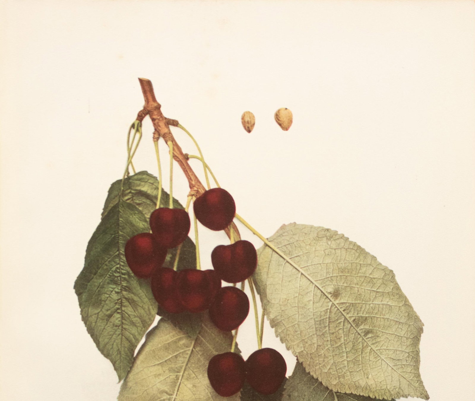 1900s U. P. Hedrick, Original Antique Photogravure of Mezel Cherries - 3