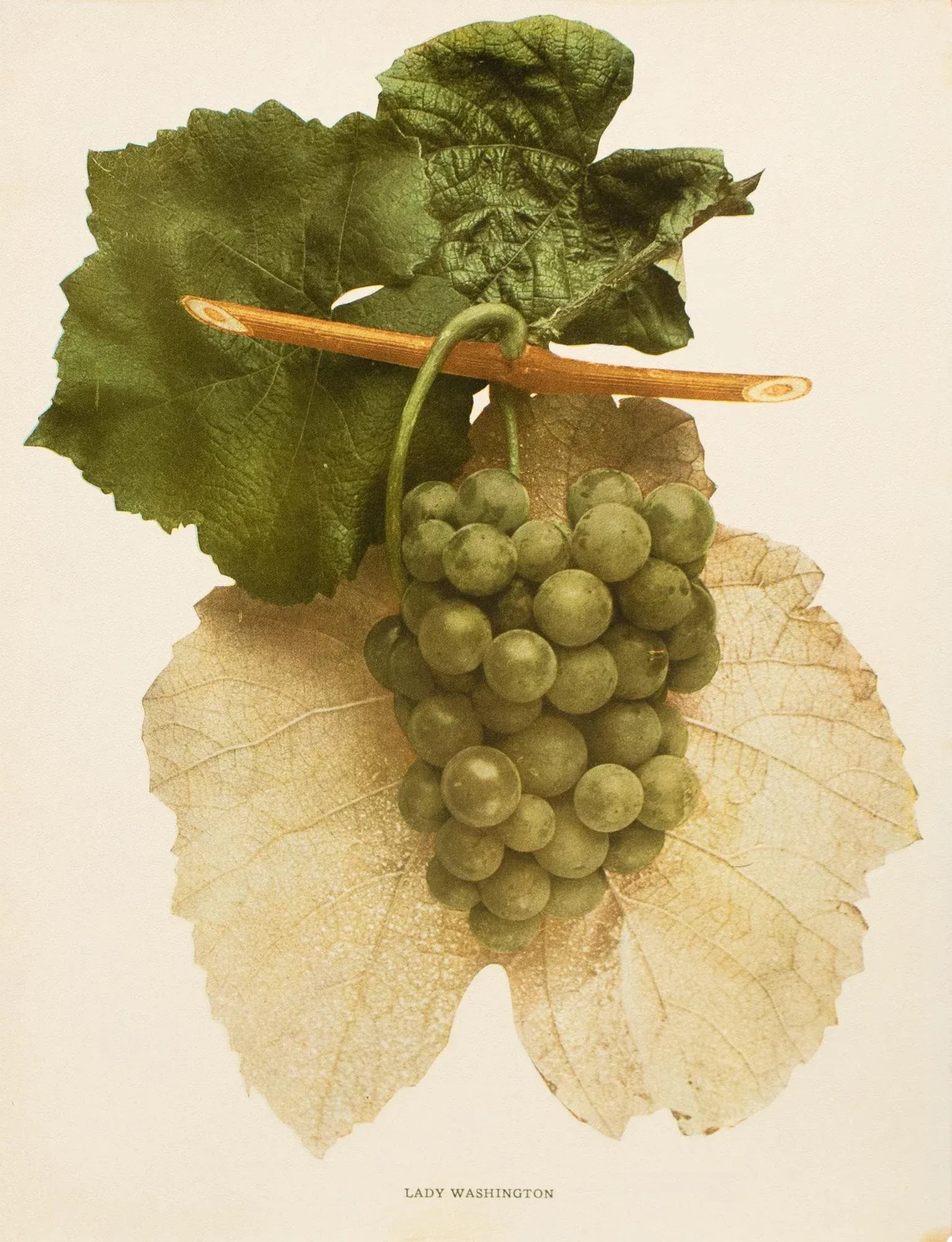 1900s U. P. Hedrick, Original Antique Photogravure of Lady Washington Grapes - 7